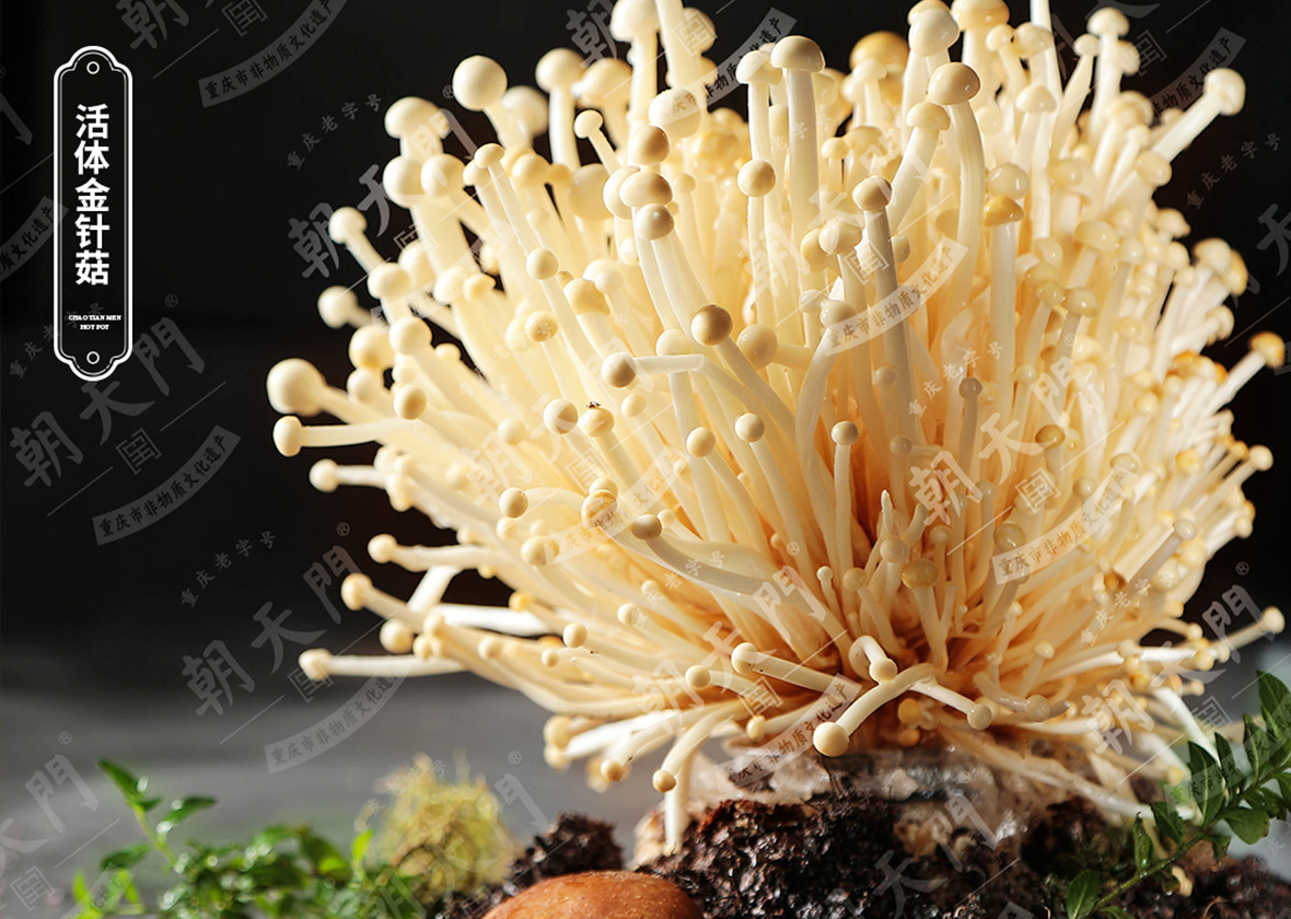 活體金針菇